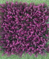 Eucalyptus Purple Unicolor